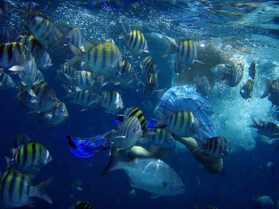 que-ver-en-aruba-caribe