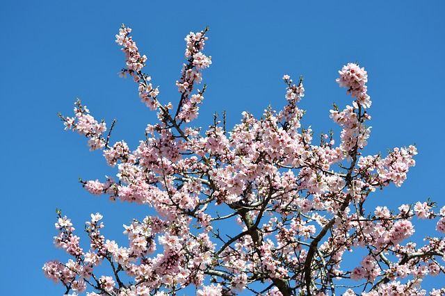 Cerezos en flor